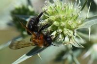 Andrena thoracica