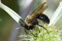 Andrena thoracica