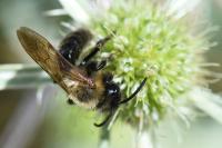 Andrena thoracica