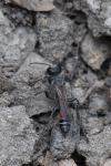 Prionyx kirbii