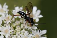 Ceropales maculata