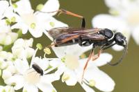 Ceropales maculata