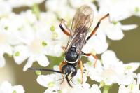 Ceropales maculata