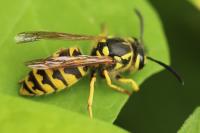 Vespula germanica