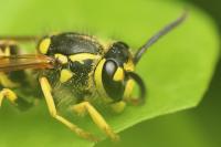 Vespula germanica