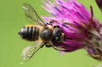 Megachile versicolor