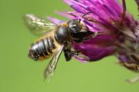 Megachile versicolor