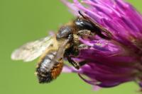 Megachile versicolor