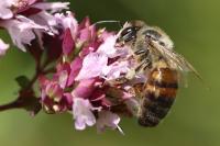 Apis mellifera