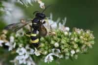 Cerceris rybyensis