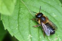 Megachile willughbiella