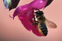 Megachile willughbiella