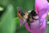 Megachile willughbiella