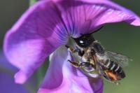 Megachile willughbiella