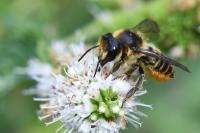 Megachile centuncularis