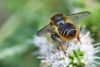 Megachile centuncularis