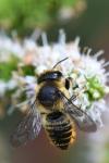 Megachile centuncularis