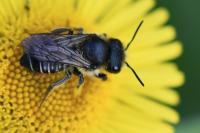 Megachile versicolor