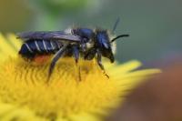 Megachile versicolor
