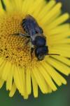 Megachile versicolor