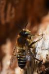Lithurgus cornutus