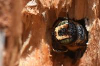 Lithurgus cornutus