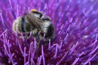 Bombus sylvarum