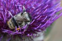 Bombus sylvarum