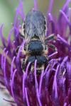 Lithurgus cornutus