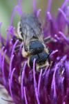 Lithurgus cornutus