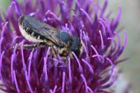 Lithurgus cornutus
