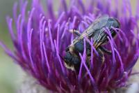 Lithurgus cornutus