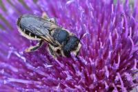 Lithurgus cornutus