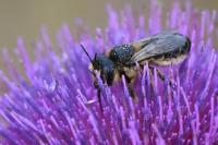 Lithurgus cornutus