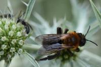 Andrena thoracica