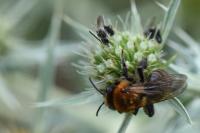 Andrena thoracica