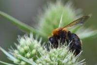 Andrena thoracica