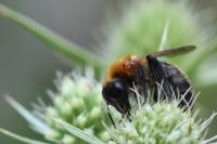 Andrena thoracica