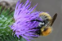 Bombus pascuorum