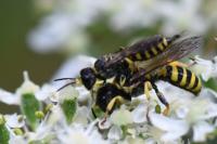 Ectemnius lituratus