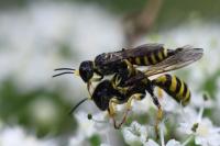 Ectemnius lituratus