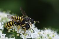 Ectemnius cavifrons