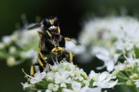 Ectemnius cavifrons