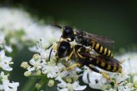 Ectemnius cavifrons
