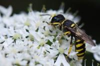 Ectemnius cavifrons