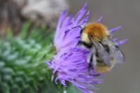 Bombus pascuorum