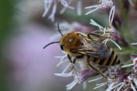 Colletes hederae