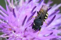 Pseudoanthidium nanum