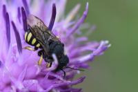 Pseudoanthidium nanum