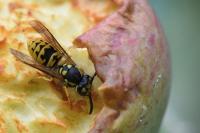 Vespula germanica